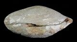 Archisymplectes Fossil Worm (Pos/Neg) - Mazon Creek #70576-3